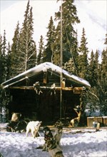 Sled dogs in front of Rohn River cabin Alaska ca. March 1974