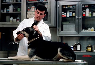 1979 -  A veterinarian examines a dog at the US Military Academy.