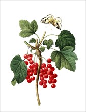 redcurrant