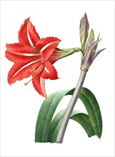 Amaryllidaceae