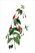 Fuchsia coccinea