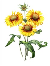 Helenium amarum is a species of annual herb in the daisy family known by the common names yellowdicks