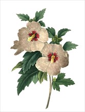 Hibiscus syriacus is a species of flowering plant in the mallow family