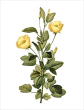 Yellow Mallow flowers