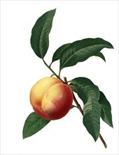 ripe peach fruit