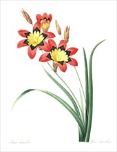 Ixia is a genus of cormous plants native to South Africa from the family Iridaceae
