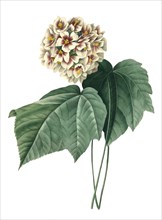 Dombeya wallichii blossom