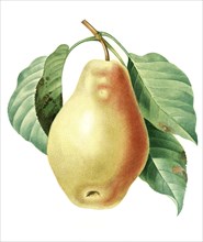 Pear Poire Tarquin