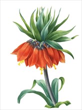Fritillaria imperialis