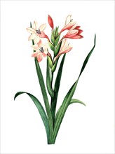 Gladiolus italicus is a species of gladiolus known by the common names Italian gladiolus