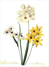 Ixia is a genus of cormous plants native to South Africa from the family Iridaceae