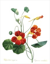 Tropaeolum majus