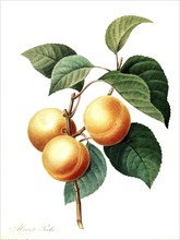 Prunus armeniaca is the most commonly cultivated apricot species