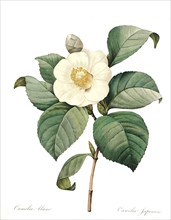 Camellia japonica