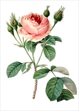 Rosa moschata