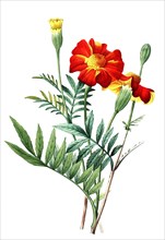 Tagetes is a genus of annual or perennial