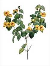 Platylobium is a genus of shrubs in the family Fabaceae