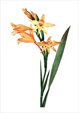 Gladiolus carneus is a plant species in the family Iridaceae