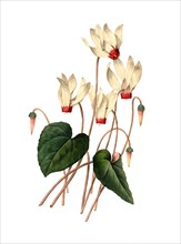 white Cyclamen