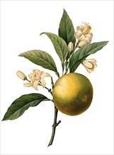 fruit and blossoms of the orange tree