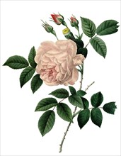 species of rose Rosa indica fragrans