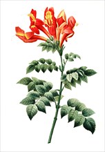 Bignonia capensis