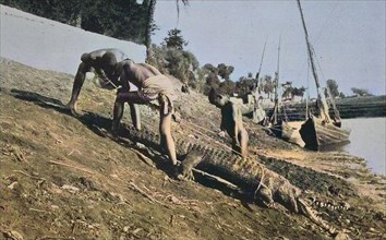 crocodile catching in egypt