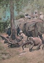 Bonding of a captive elephant in India