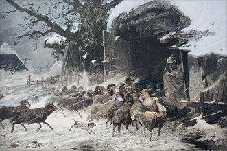Schäfer mit seiner Herde kehrt im Sturm in den Stall zurück