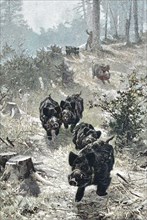 Wildschweinrotte auf der Flucht vor dem Treiber