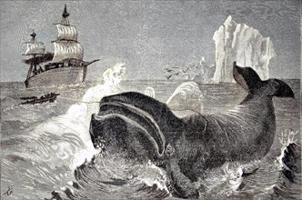 whale hunting in the northern ice sea
