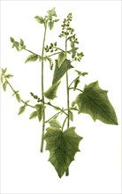 Atriplex is a plant genus of 250-300 species