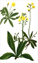Pilosella officinarum