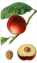 common Elruge Nectarine