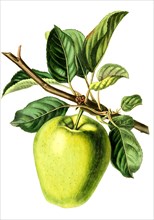 apple Sugar-Loaf Pippin Apple