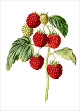 Raspberry Barnet