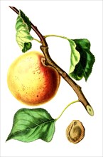 Apricot Hemskirke