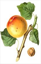 apricot Roman