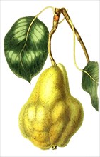 pear Sommer Christbirne