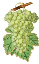 Grape common muscadine