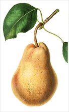 pear Beurre Diel
