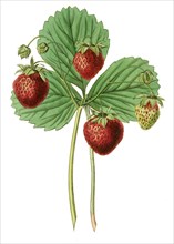 Strawberry Black Roseberry
