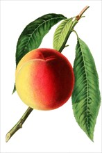 peach Bellegarde