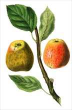 Hubbard's Pearmain apple