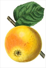 apple Blenheim pippin