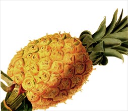 pineapple Otaheite