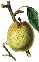 the Easter Beurree Pear