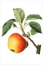 Court of Wick is a very old variety of apple known to date back to at least 1790 and in all likelihood many decades earlier