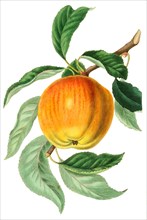 Apple Margil