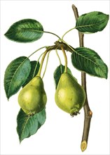 Pear Long-Stalked Blanquet